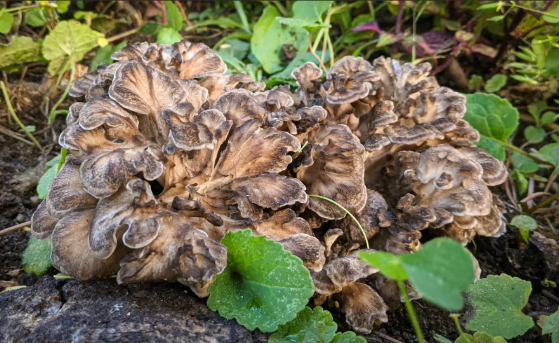 hen of the woods perennial