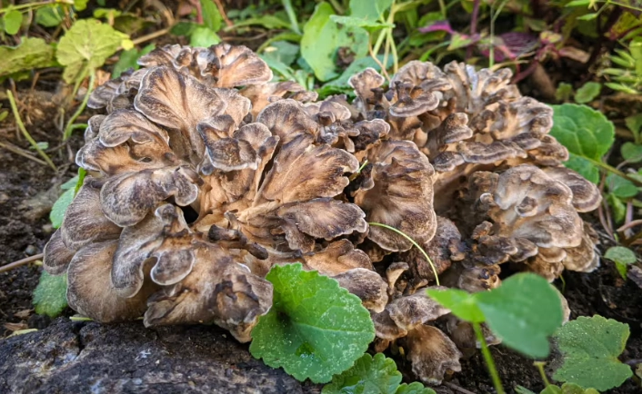 poisonous plants identification