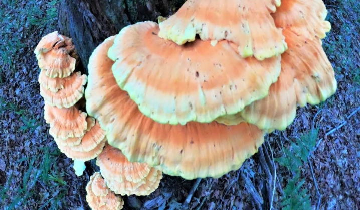hen of the woods mushroom