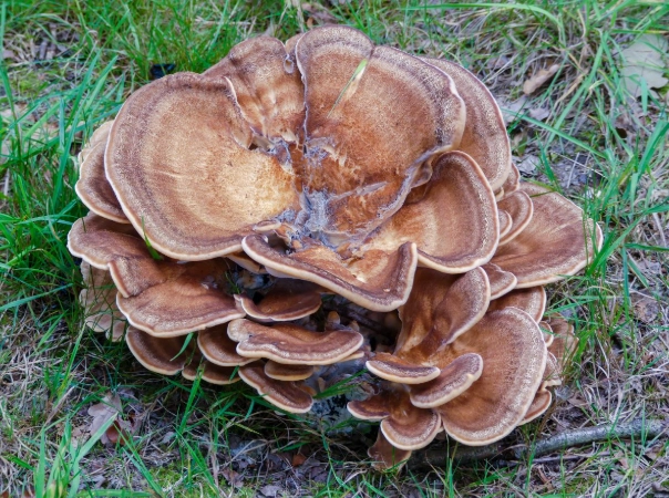 Grifola frondosa identification