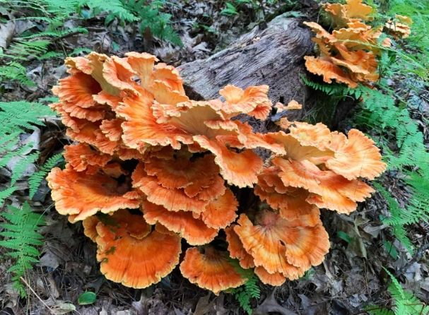 hen of the woods mushroom