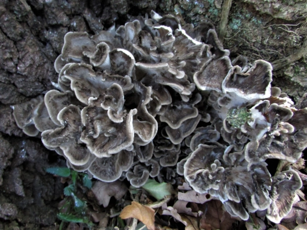 hen of the woods perennial