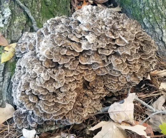 hen of the woods mushroom