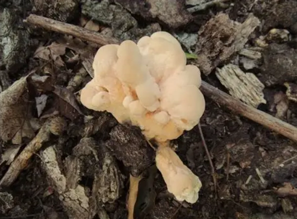 young hen of the woods identification