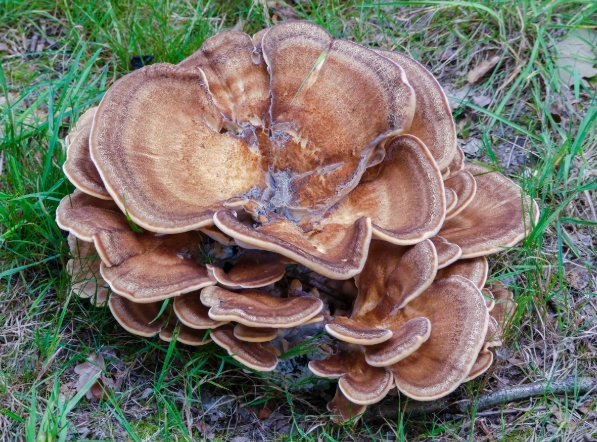 Grifola frondosa identification