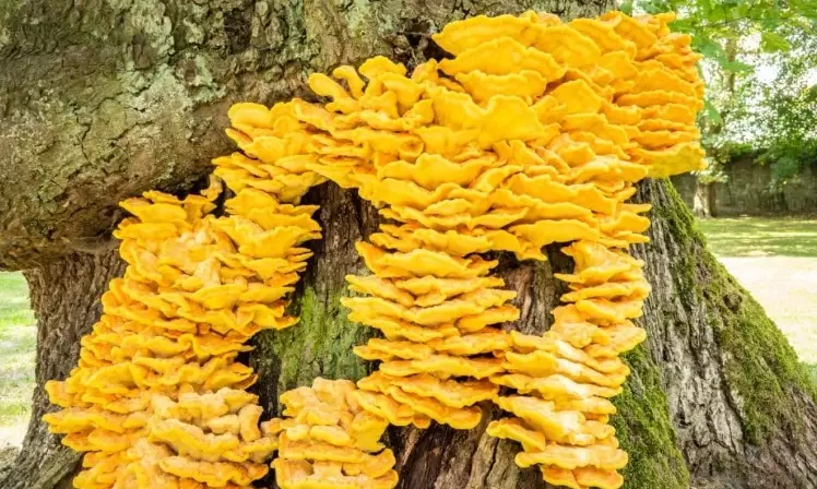 hen of the woods vs chicken of the woods