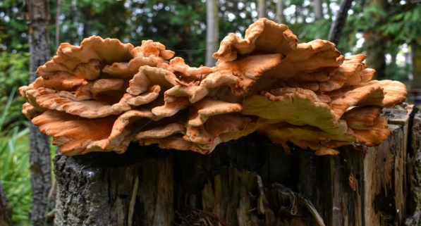 hen of the woods mushroom