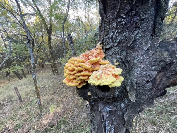 wild mushroom safety