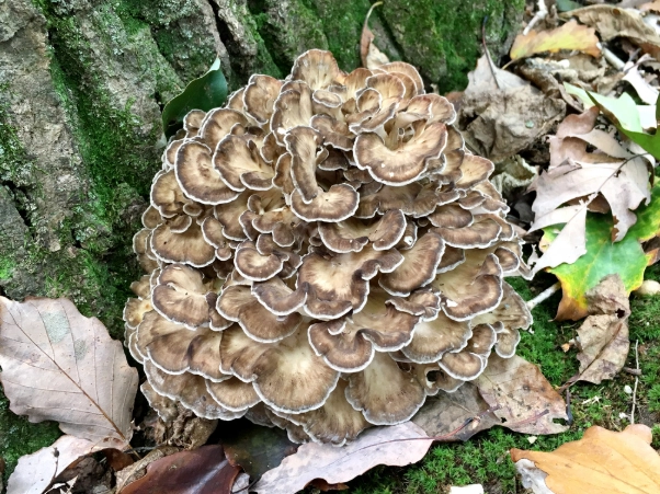 maitake mushroom identification