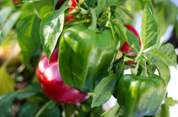 bell pepper plant care