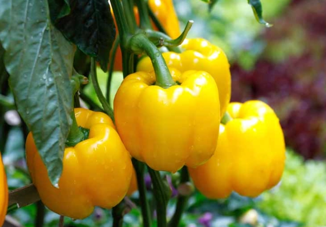 growing bell peppers