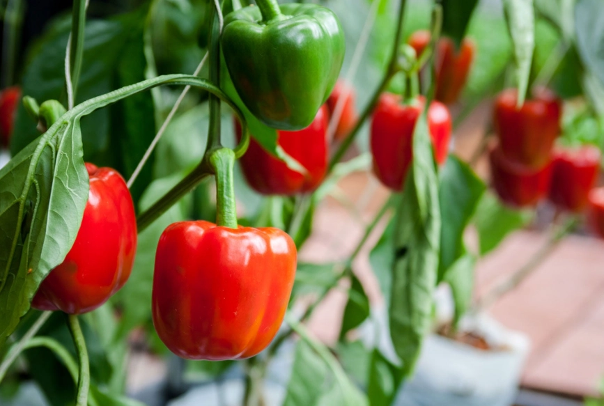 growing bell peppers