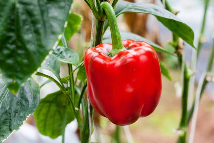 bell pepper plant care