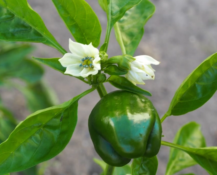 bell pepper plant care