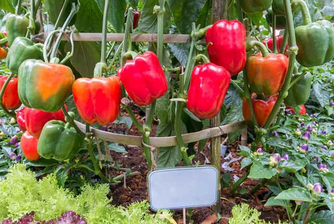 bell pepper plant care