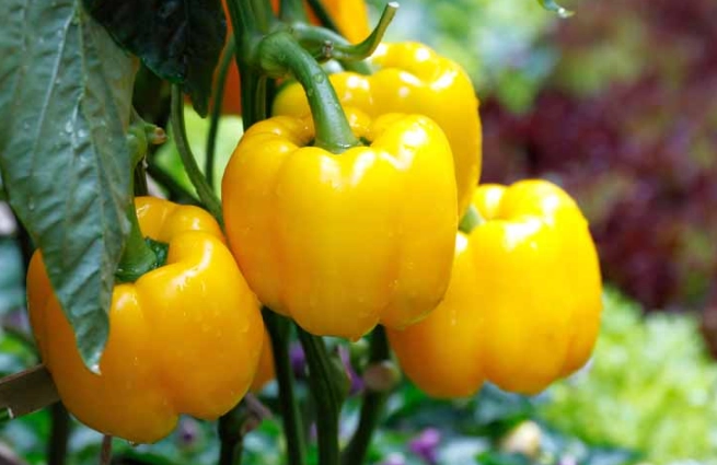 how to grow peppers