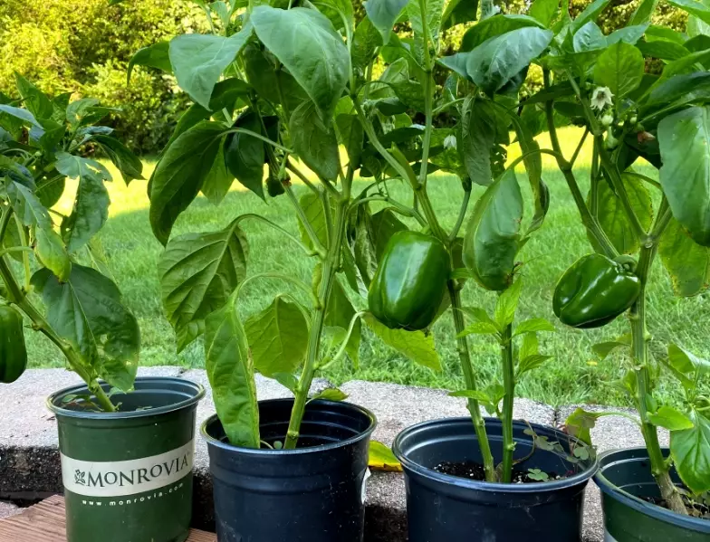 bell pepper plant problems