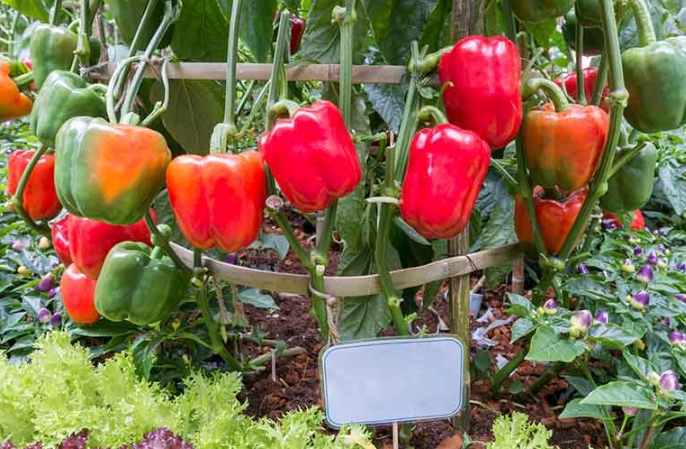 growing bell peppers