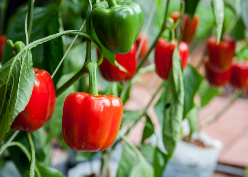 growing bell peppers
