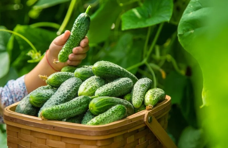 how to grow pickling cucumbers