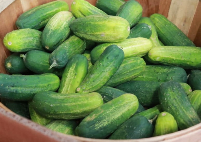 best cucumbers for pickles
