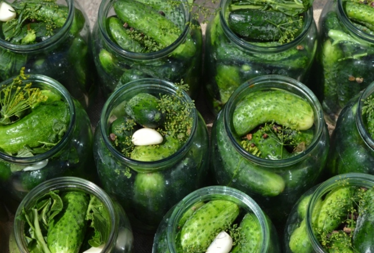 pickling cucumber varieties