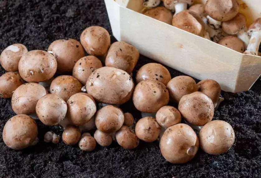 how to cook crimini mushrooms