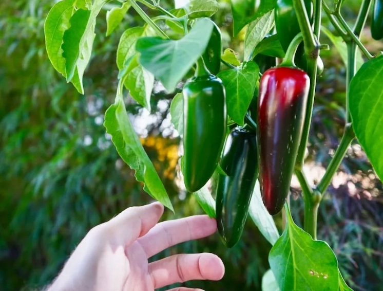 when do peppers fruit