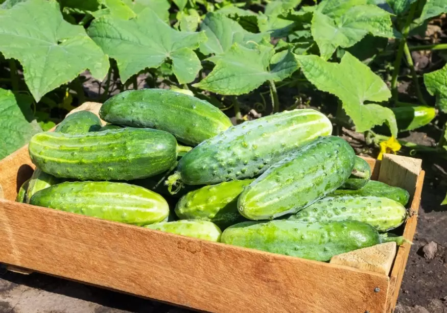 how to pick cucumbers for pickles