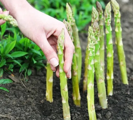 how to grow asparagus