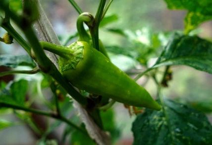 when do peppers fruit