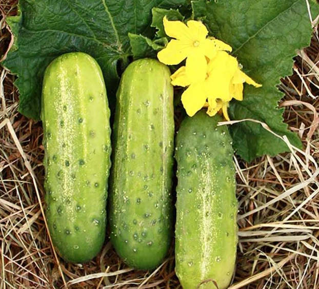 pickling cucumber varieties