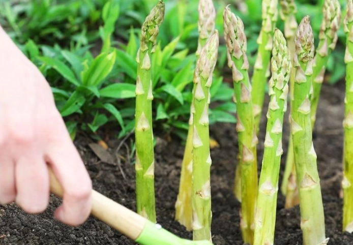 asparagus growing stages