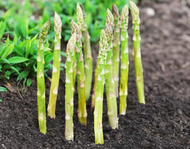 asparagus growing stages