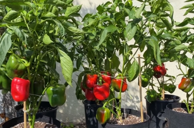 when do peppers fruit