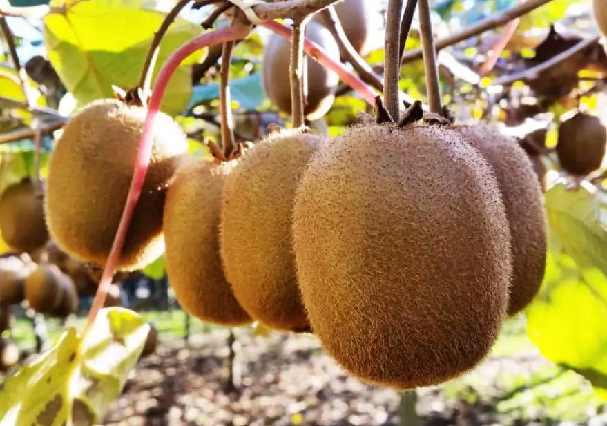 kiwi season