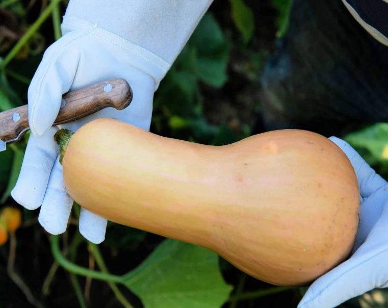 when to pick butternut squash