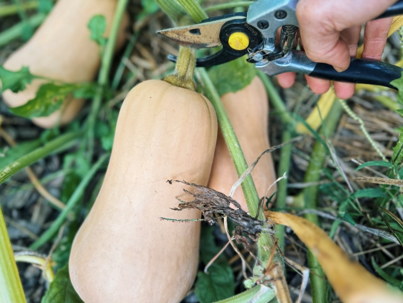 butternut squash ripeness signs