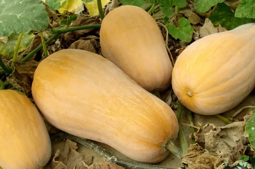 butternut squash growing season