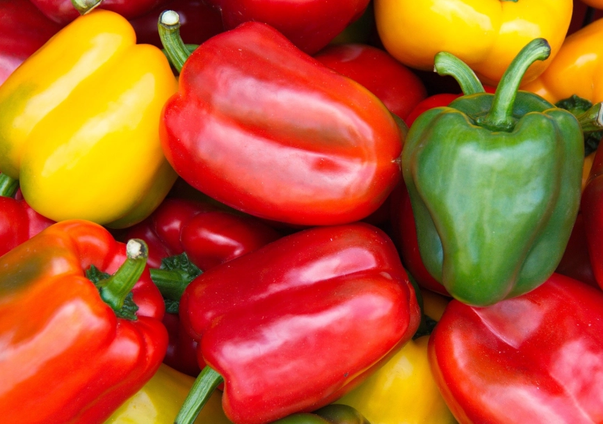 bell pepper plant care