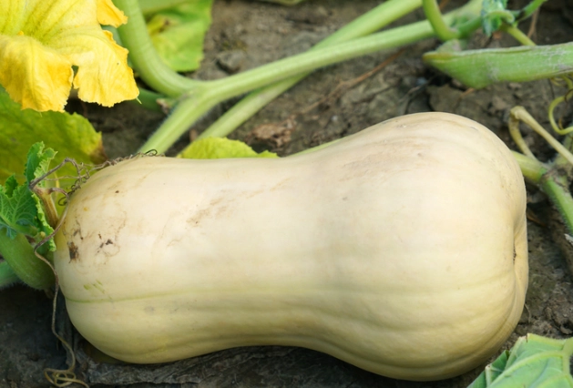 butternut squash ripeness signs