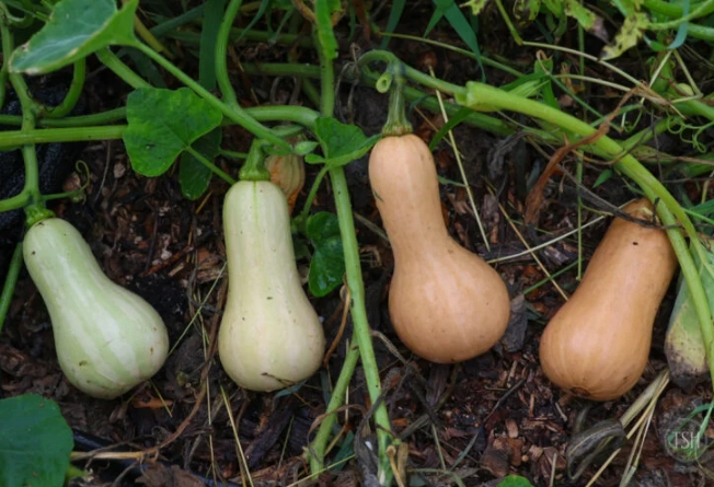 when to pick butternut squash