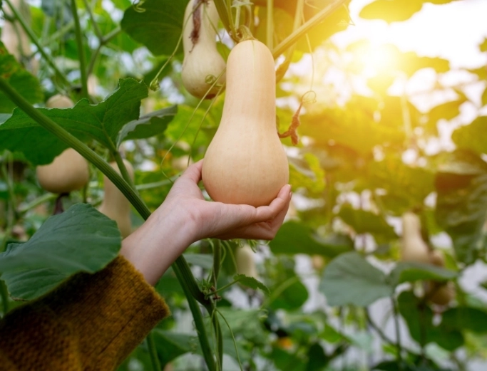 butternut squash harvest time