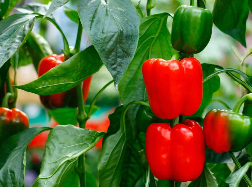 bell pepper plant care