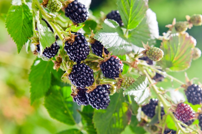blackberry season