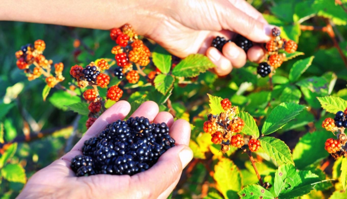 blackberry harvesting