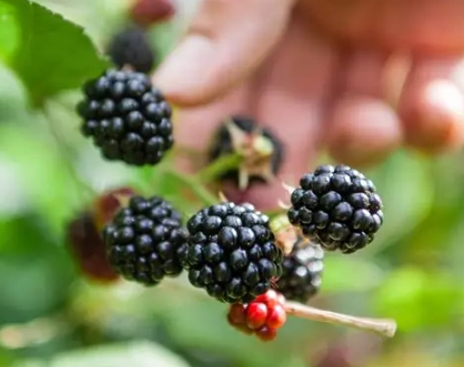 blackberry harvesting