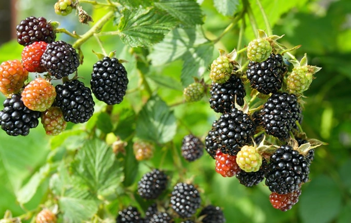 when to pick blackberries