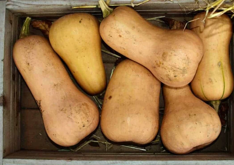 butternut pumpkin harvesting