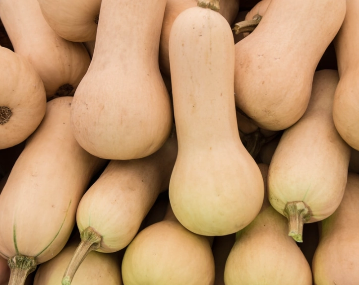 butternut squash harvest time